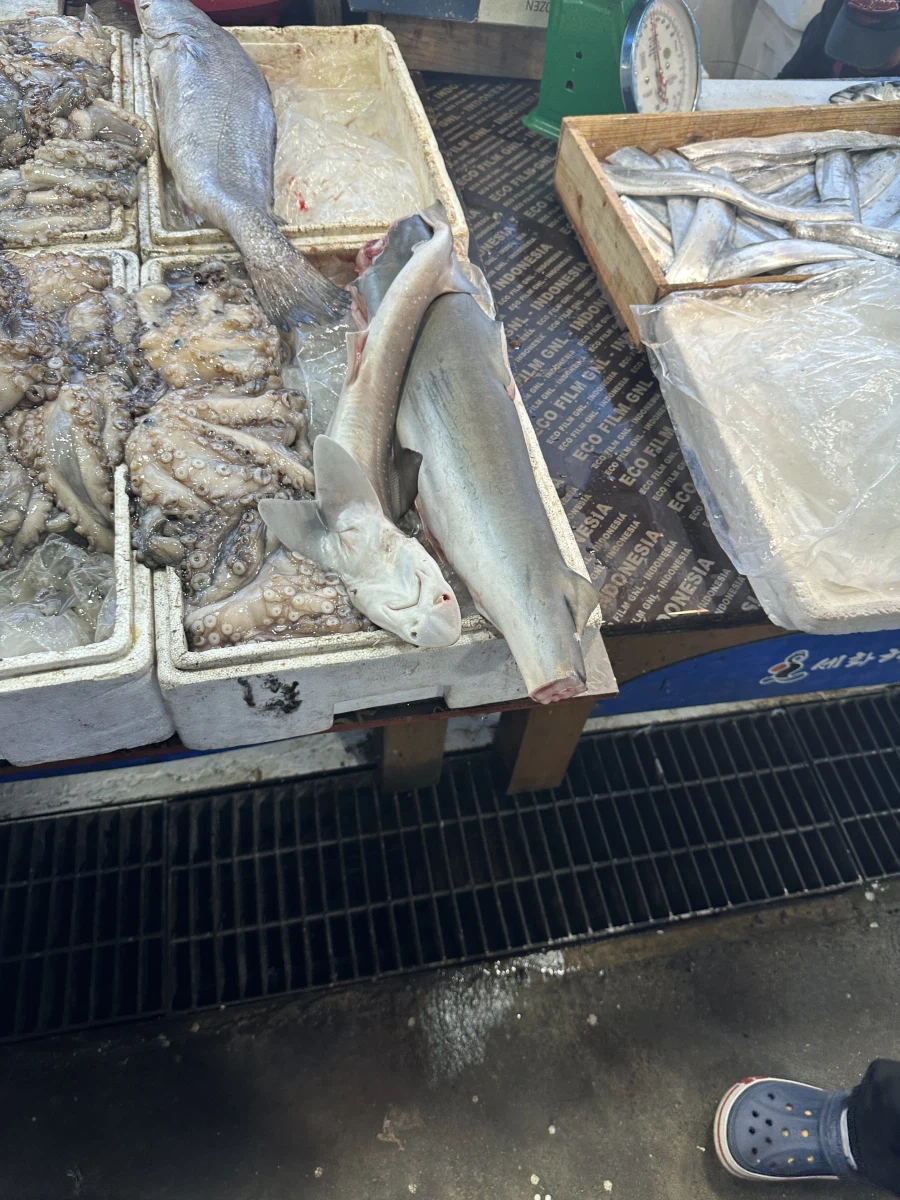 역병은 가고 복은 들어오기를! 생존 신고를 곁들인._21.webp