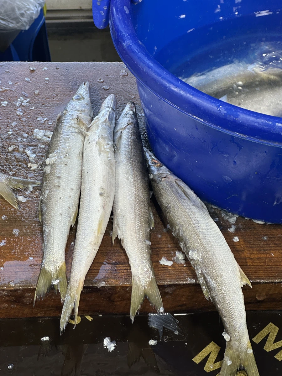 역병은 가고 복은 들어오기를! 생존 신고를 곁들인._23.webp