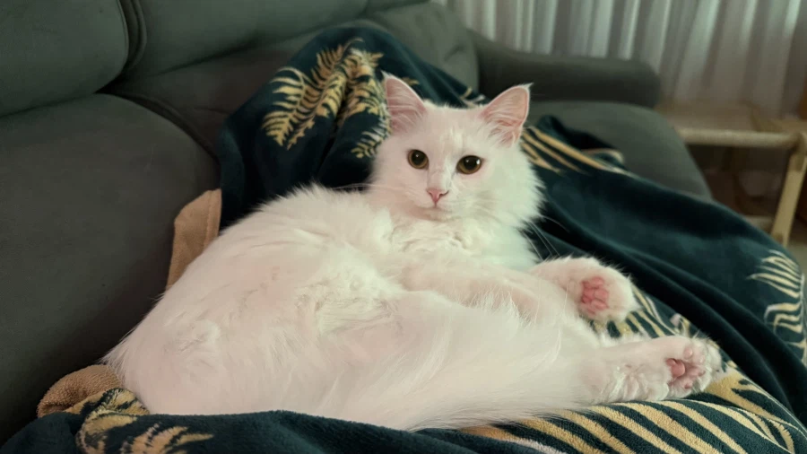 현시각 우리집 고양이 근황_1.webp