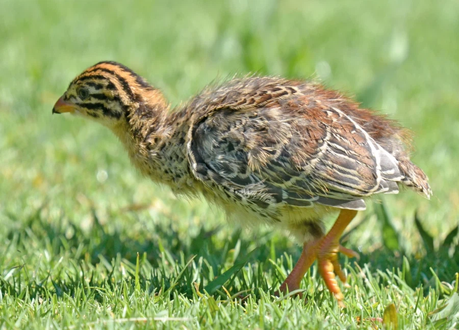 [엔드필드] 해묘 분명히 펠리카 이름 정했을 때에 쌌을듯_2.webp