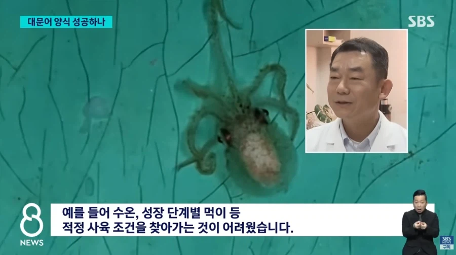 대문어 양식 성공??_5.webp