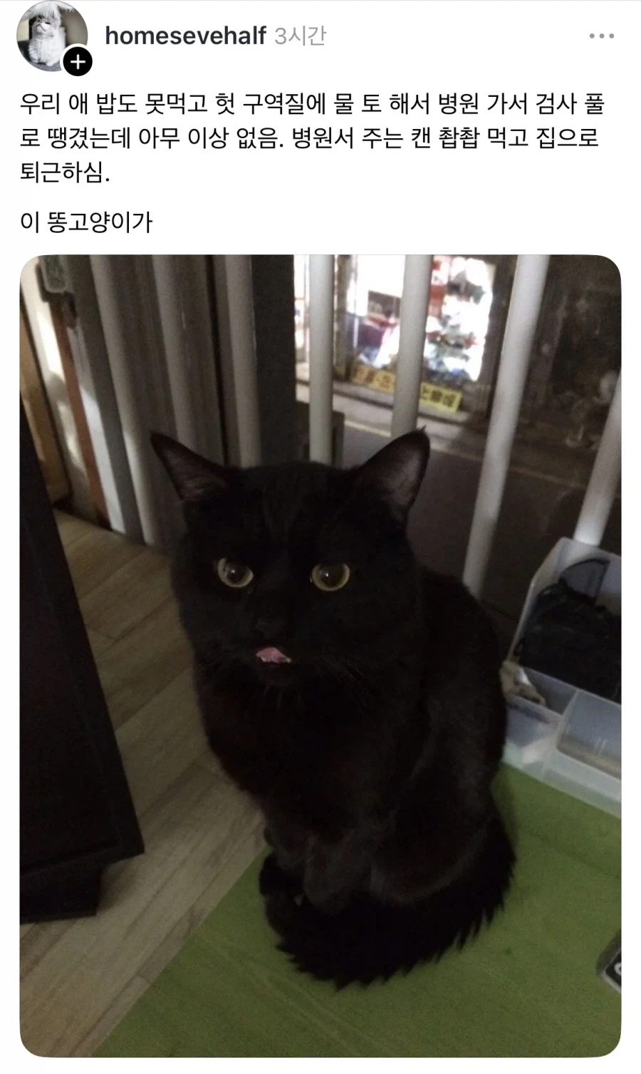 신장이 안좋은 개가 밥을 안먹기 시작함.jpg_2.webp