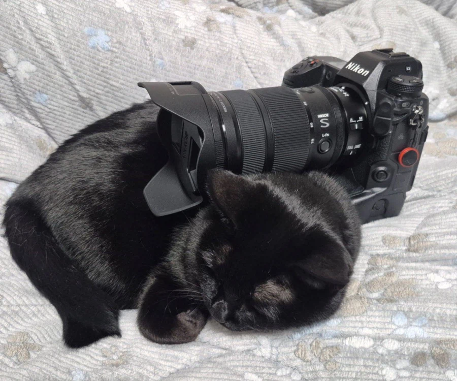 9살 다 되어가는 검은 고양이(똥괭이) 입니다_1.webp