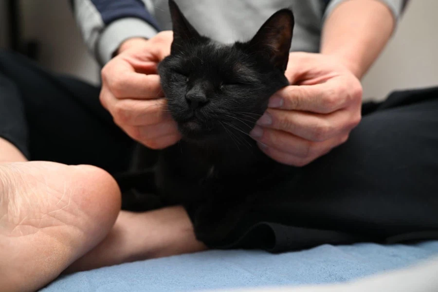 9살 다 되어가는 검은 고양이(똥괭이) 입니다_9.webp