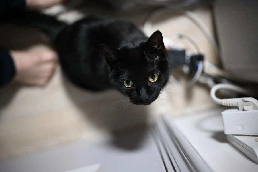 9살 다 되어가는 검은 고양이(똥괭이) 입니다_10.webp