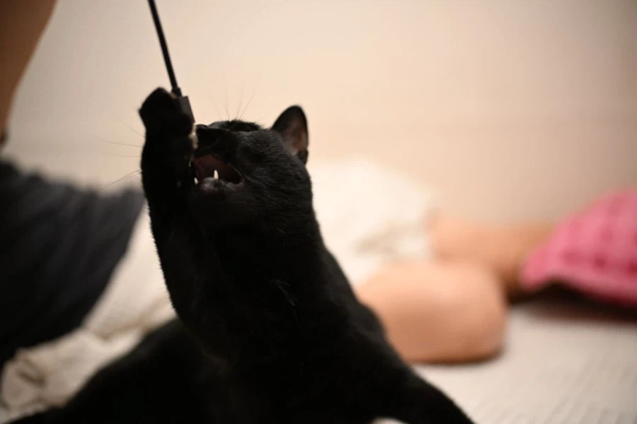 9살 다 되어가는 검은 고양이(똥괭이) 입니다_17.webp