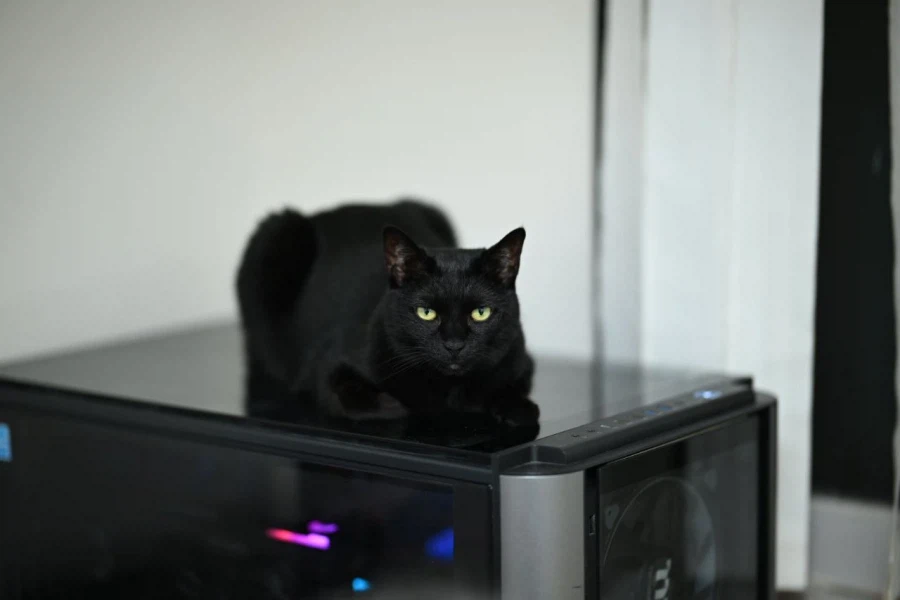 9살 다 되어가는 검은 고양이(똥괭이) 입니다_20.webp