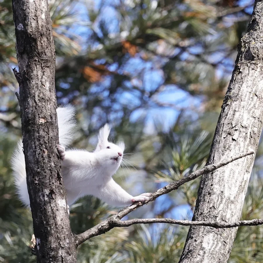 숲의 요정_1.webp