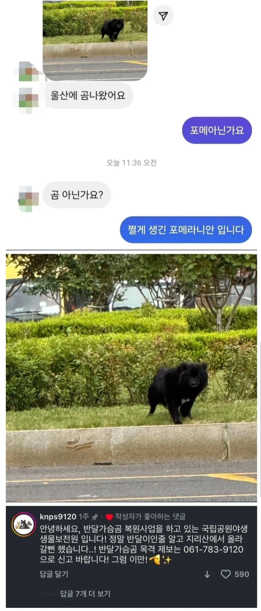 울산에 등장한 곰메라니안_1.webp