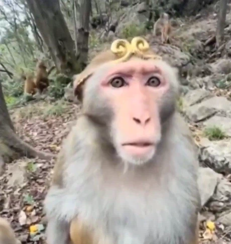 제천대성의 기억이 떠오른 원숭이_1.webp