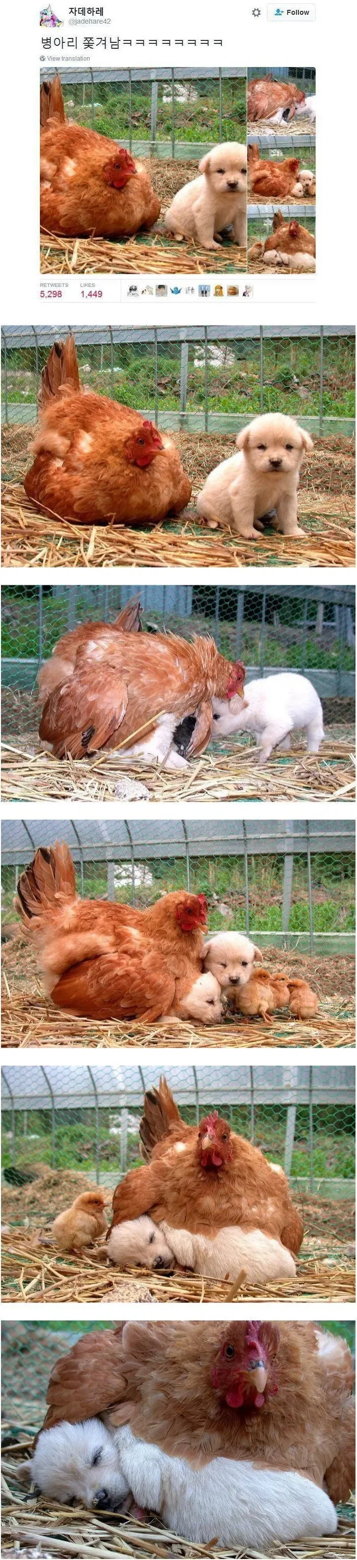 강아지 때문에 쫓겨난 병아리_1.webp