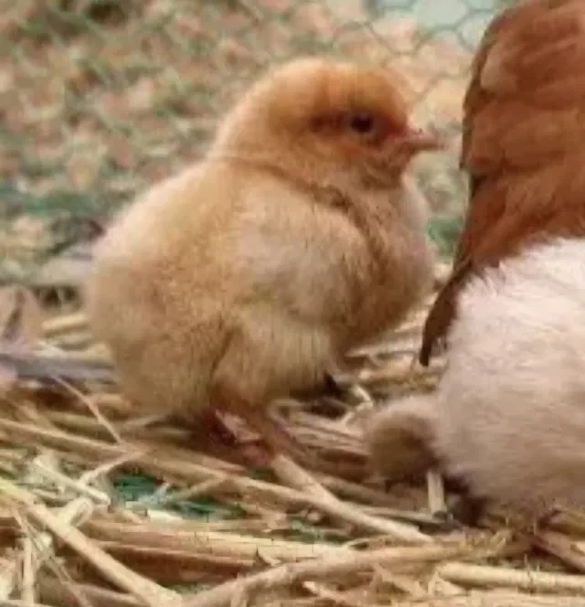 강아지 때문에 쫓겨난 병아리_2.webp