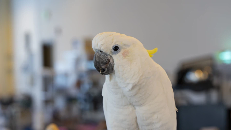 앵무새 키우고 싶어서 구경갔습니다._5.webp