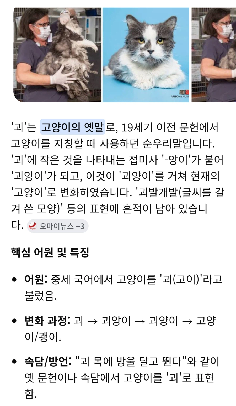 사실 고양이는 새끼를 지칭하는 단어다._1.webp