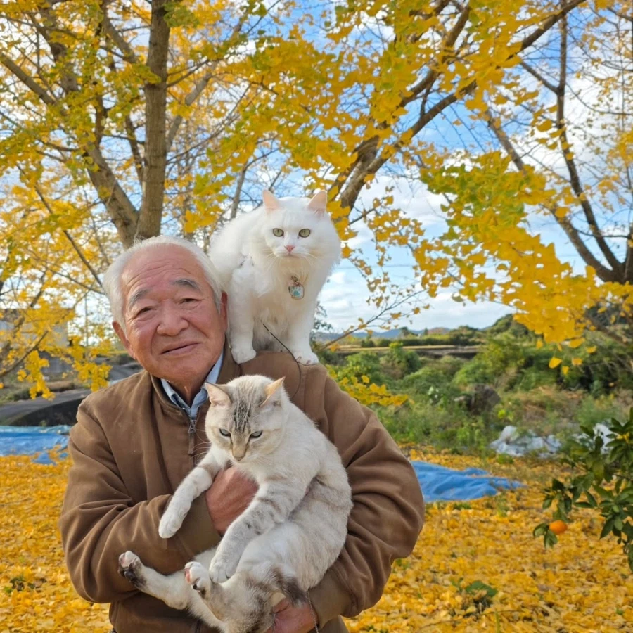 할부지와 고앵이들_8.webp