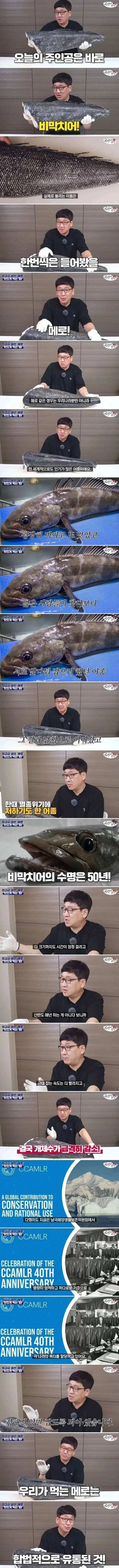 너무 맛있어서 멸종 될 뻔한 생선.jpg_1.webp