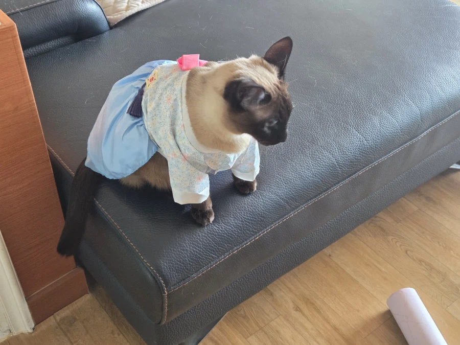 솔직히 고양이 옷 입히는 것은 고양이만 힘든 것은 아님..._9.webp