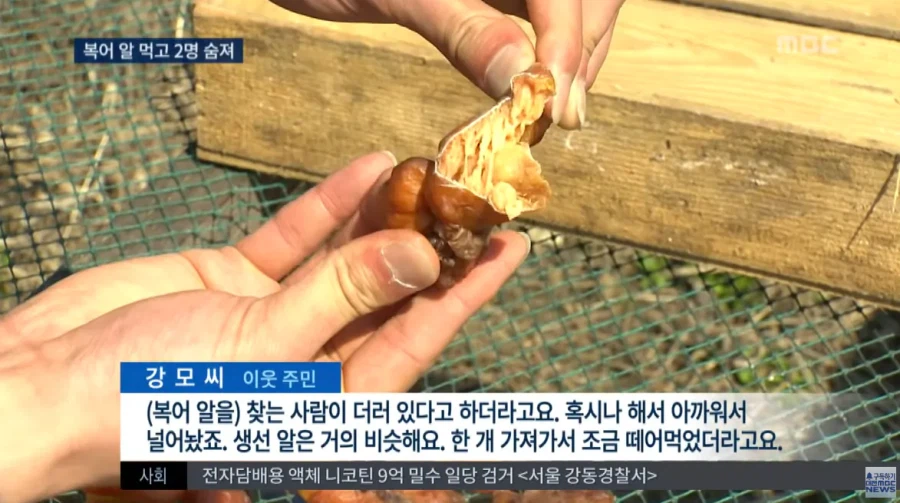 말린 복어알 훔쳐먹기.jpg_6.webp