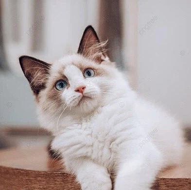 안유명한 영화 소개시키는게 어려운 이유.movie_6.webp