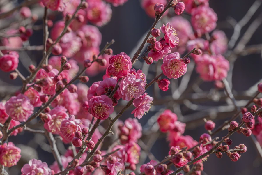 양산 통도사 매화_5.webp