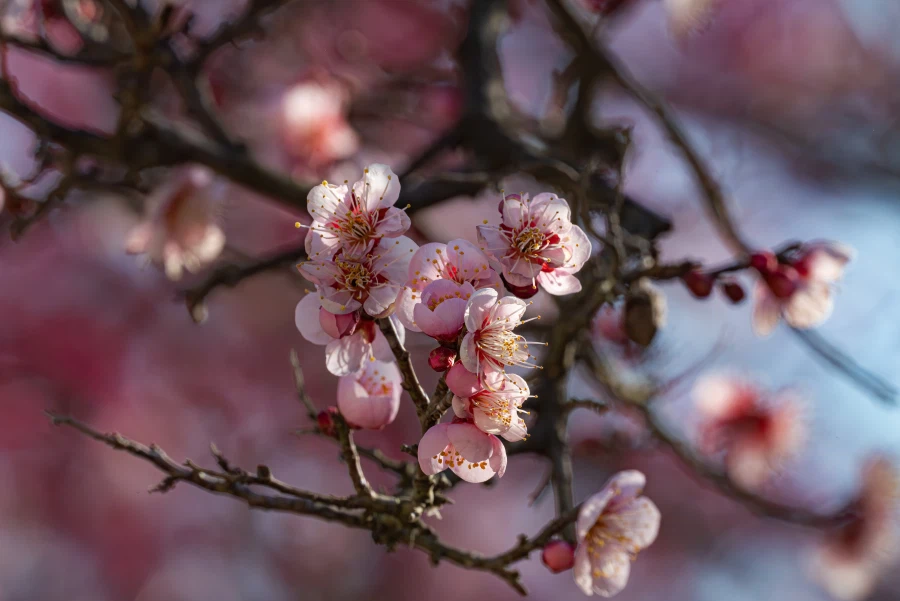 양산 통도사 매화_6.webp