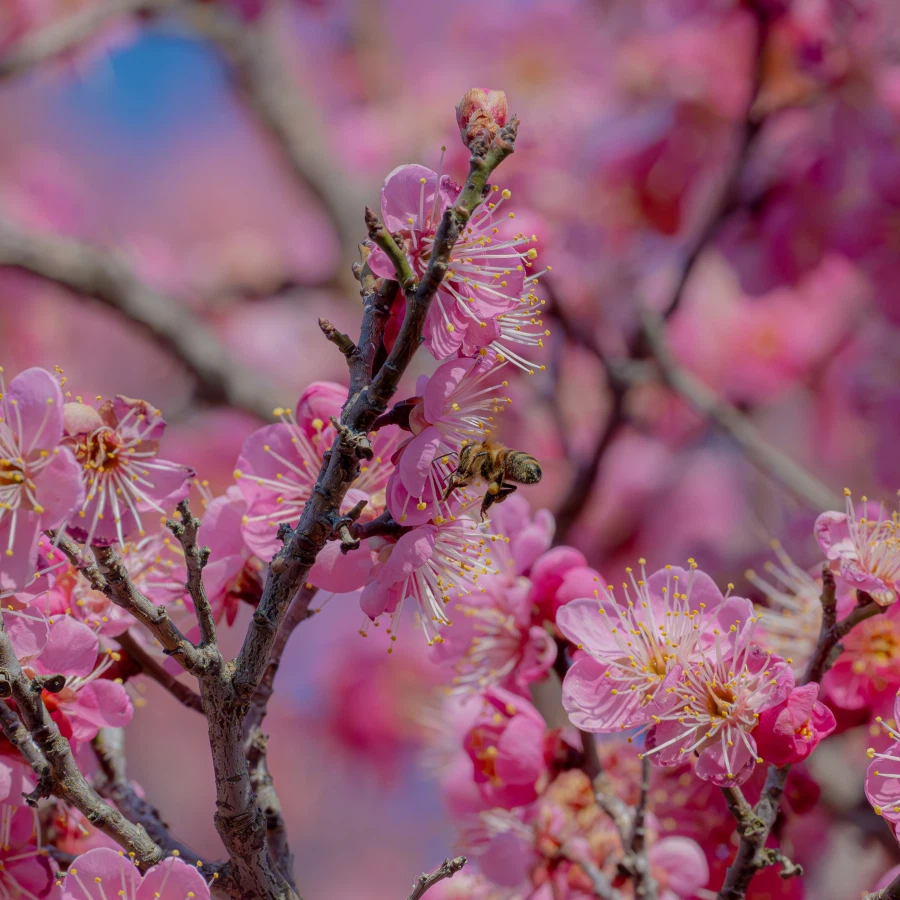 양산 통도사 매화_8.webp