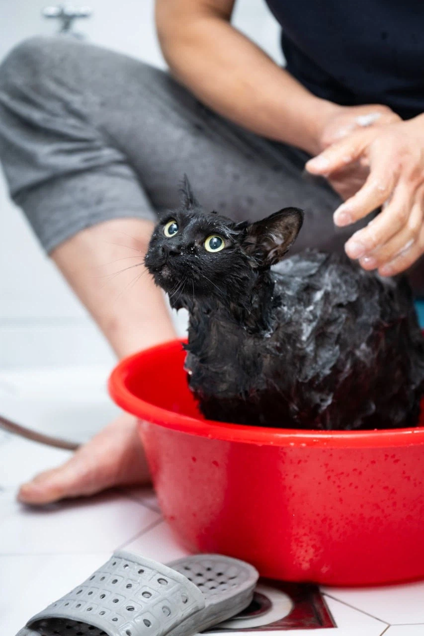 우리집 고양이 한달에 한번 목욕하는 날_8.webp