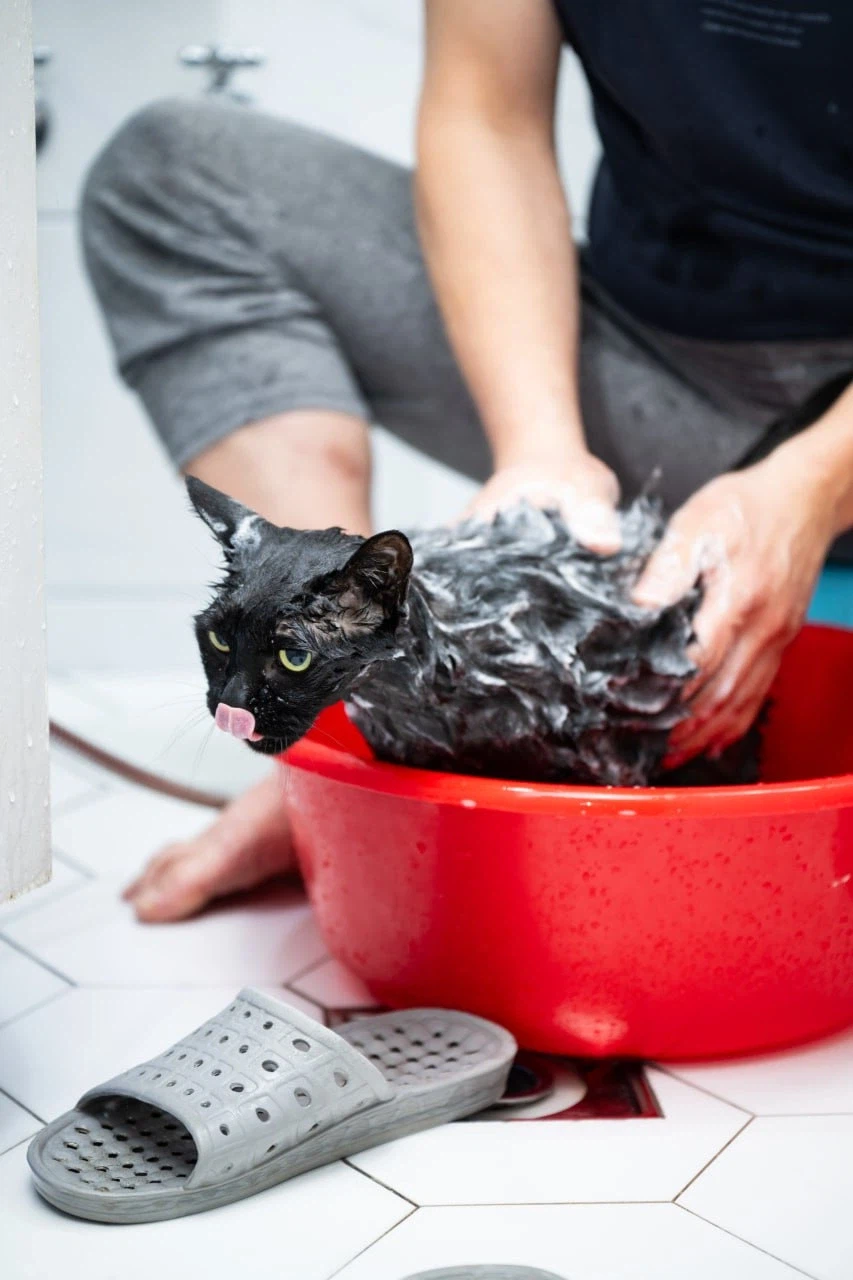 우리집 고양이 한달에 한번 목욕하는 날_9.webp