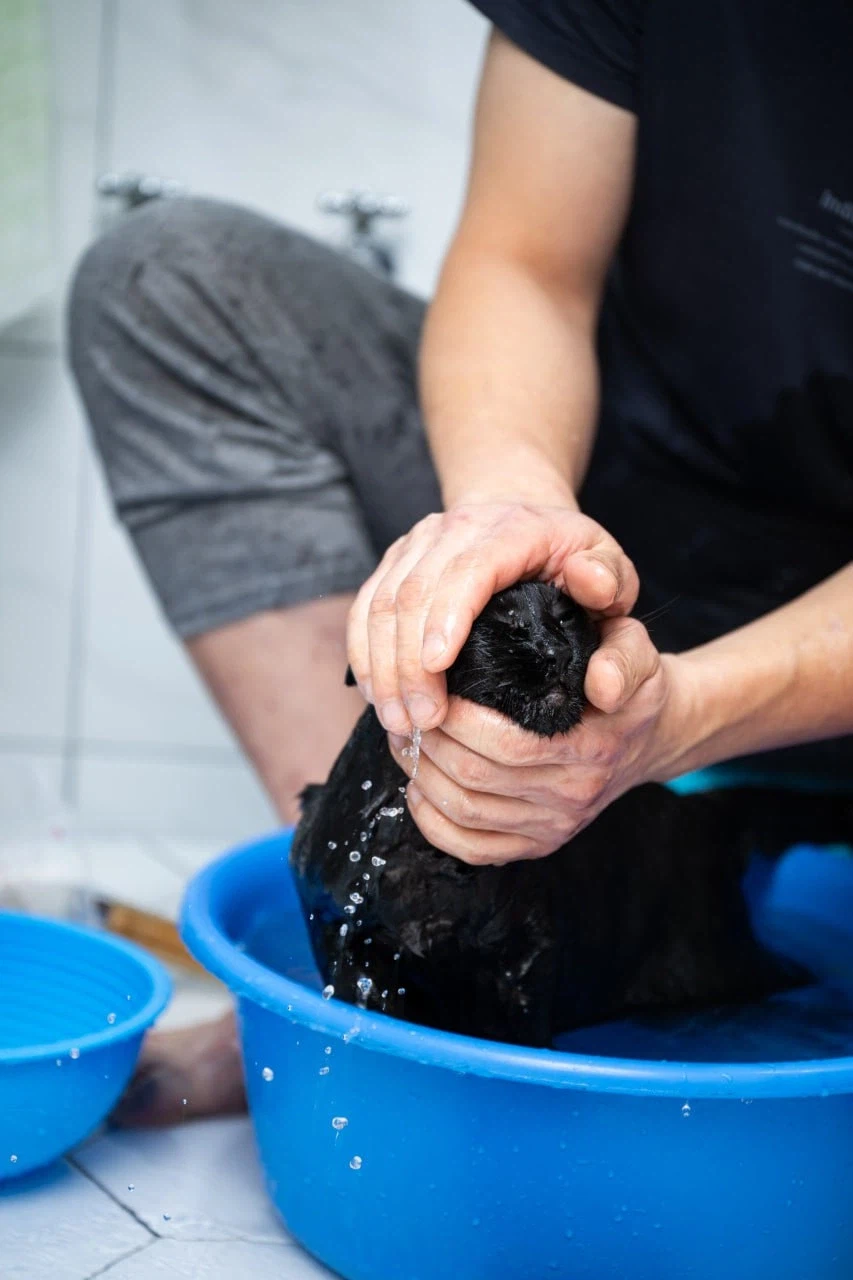 우리집 고양이 한달에 한번 목욕하는 날_14.webp