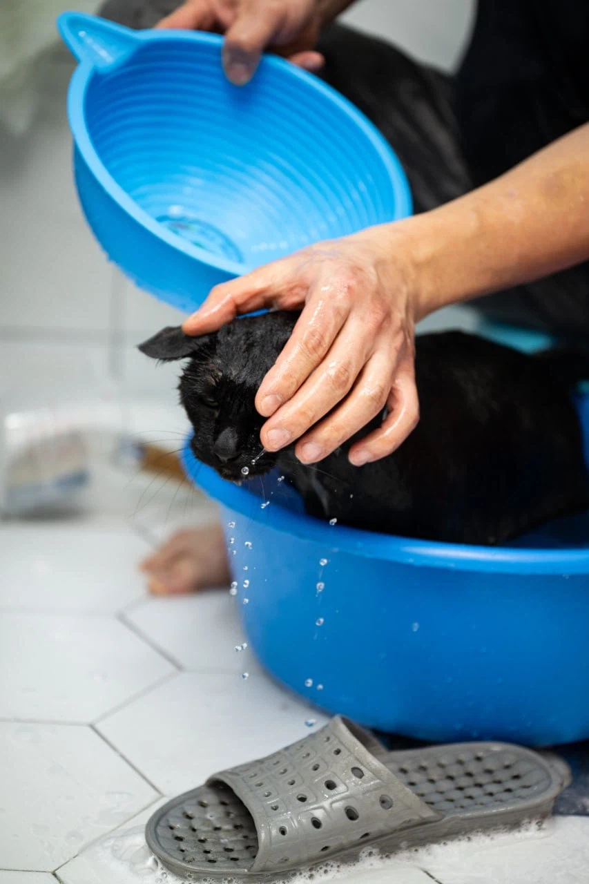 우리집 고양이 한달에 한번 목욕하는 날_15.webp