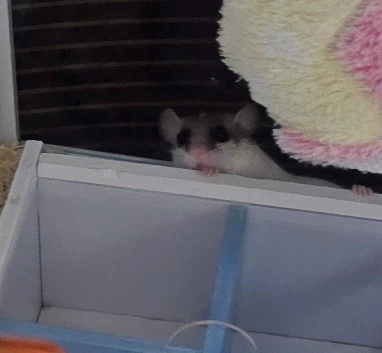 울집 잠쥐는 날 싫어한다_2.webp