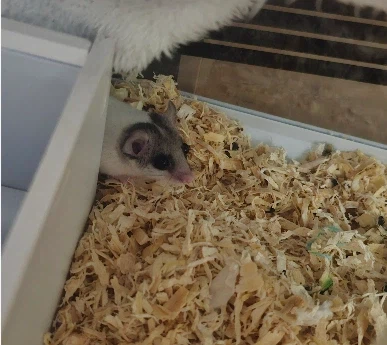 울집 잠쥐는 날 싫어한다_3.webp