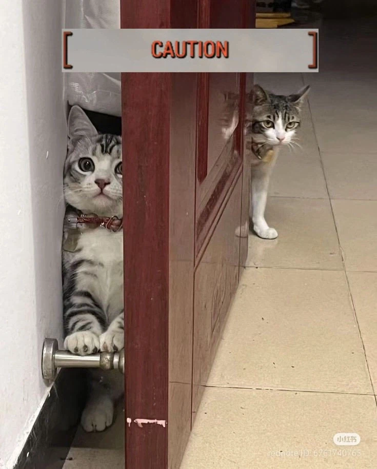 은신기술이 뛰어난 톰 (6.11MB GIF)_1.webp