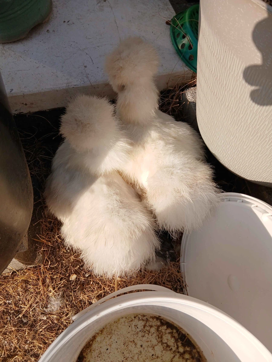 사람들 몰래 많이 성장한 병아리와 닭들 올리기_6.webp