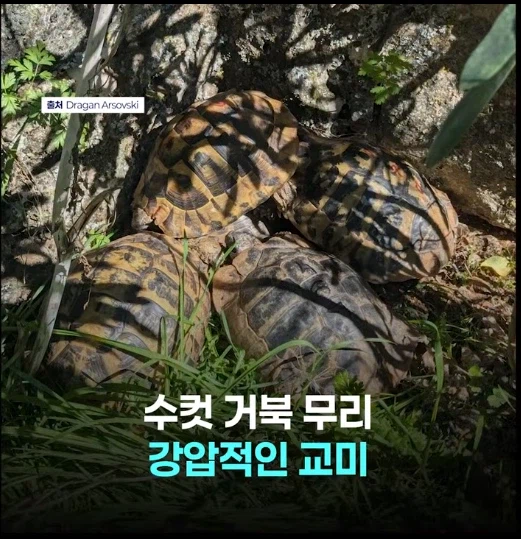 망가 처럼 무인도에 여자 하나 남자 여럿이면 생기는 일_7.webp