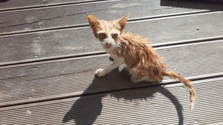 고양이 확대 잘하는집_1.webp