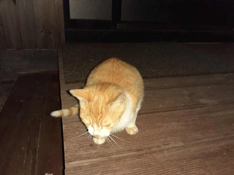 고양이 확대 잘하는집_2.webp