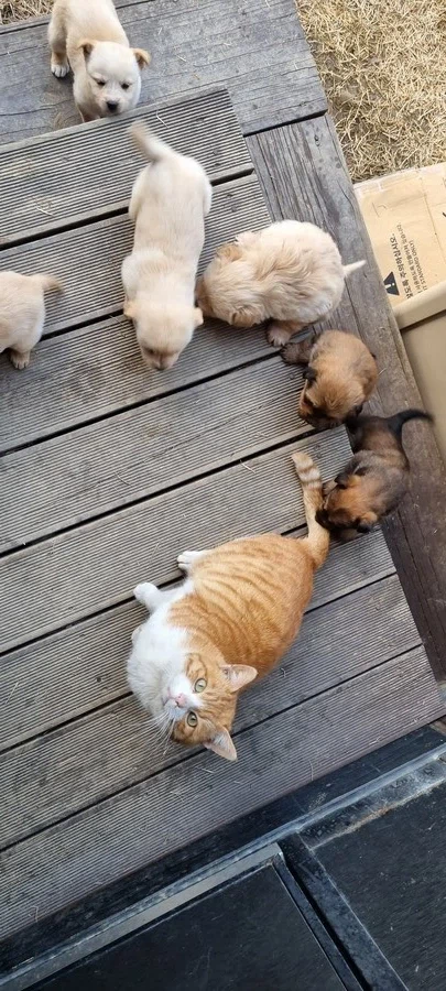 고양이 확대 잘하는집_6.webp