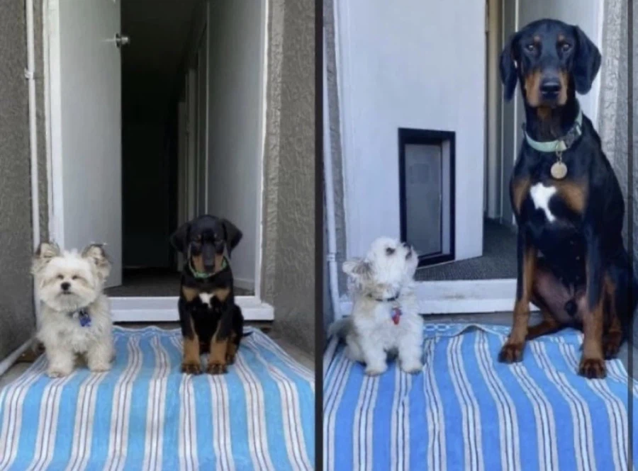 개가 존나 신기한 이유.jpg_1.webp