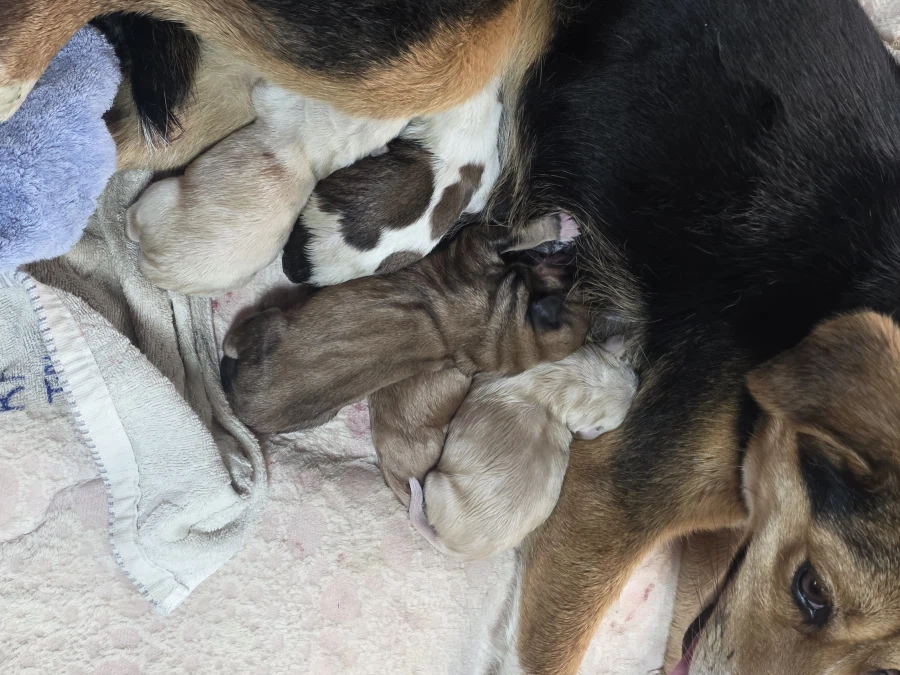 시골집 가면 낮은 확률로 볼 수 있는것_5.webp