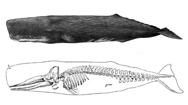 향유고래의 뼈_1.webp