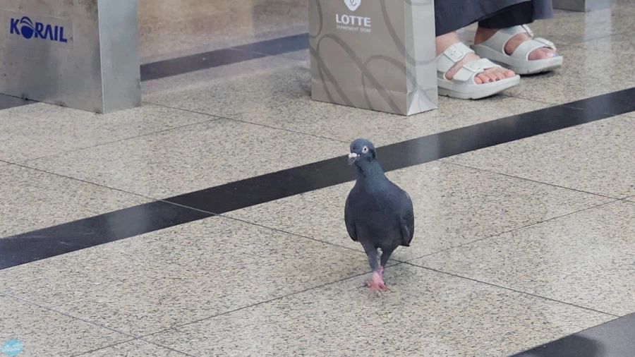 덕후들 지갑을 노리는 도파민 스테이션.. 서울 나홀로 여행 3일차_77.webp