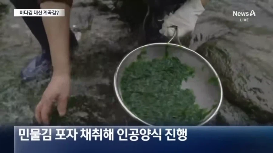 요즘 우리나라 김 양식 근황_3.webp
