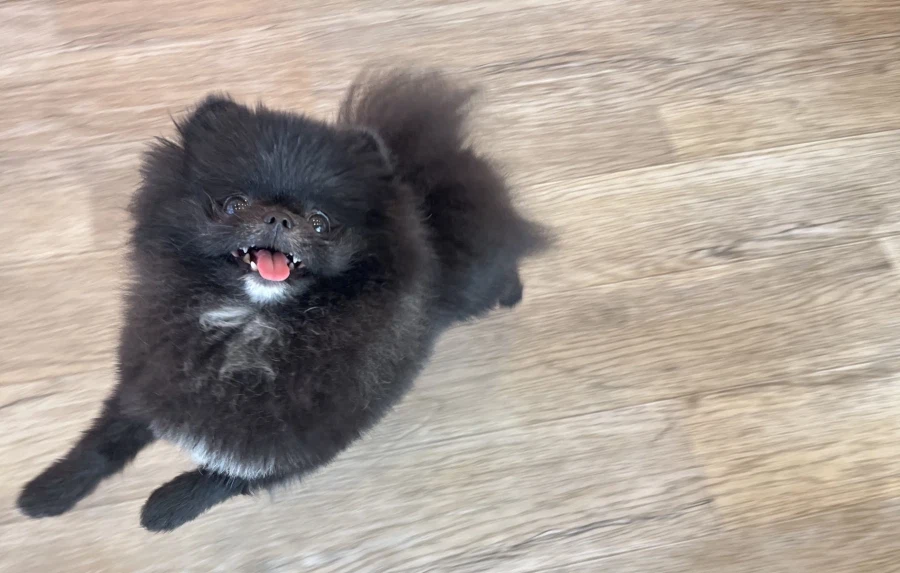 버튜버) 포뭉이 이로치 어떨지 궁금한데_1.webp