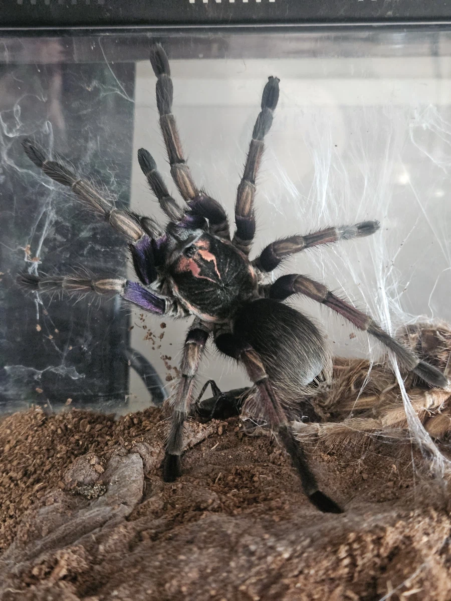 혐) 지금 키우는 거미_1.webp