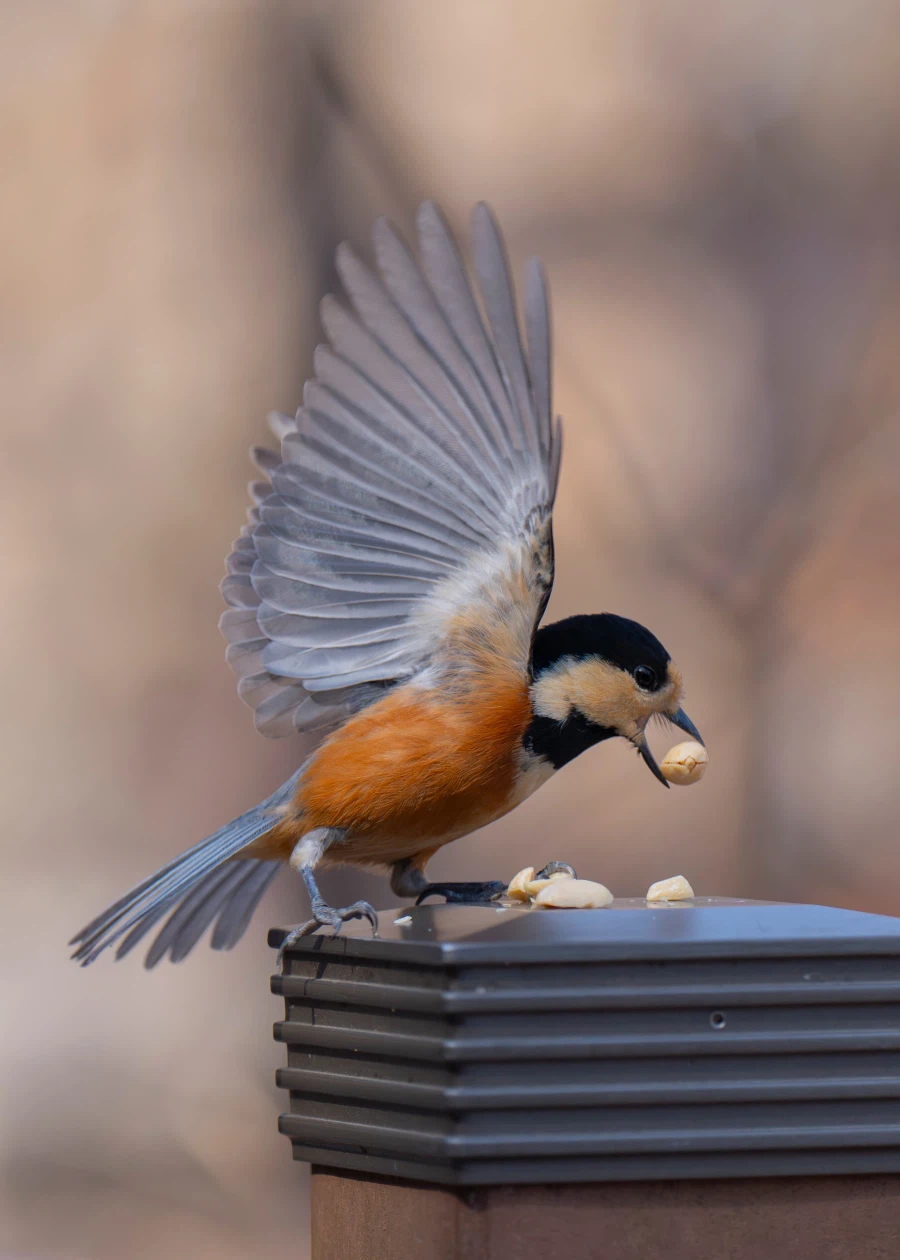 반려새로 키우고 싶은 산새들 입니다._2.webp