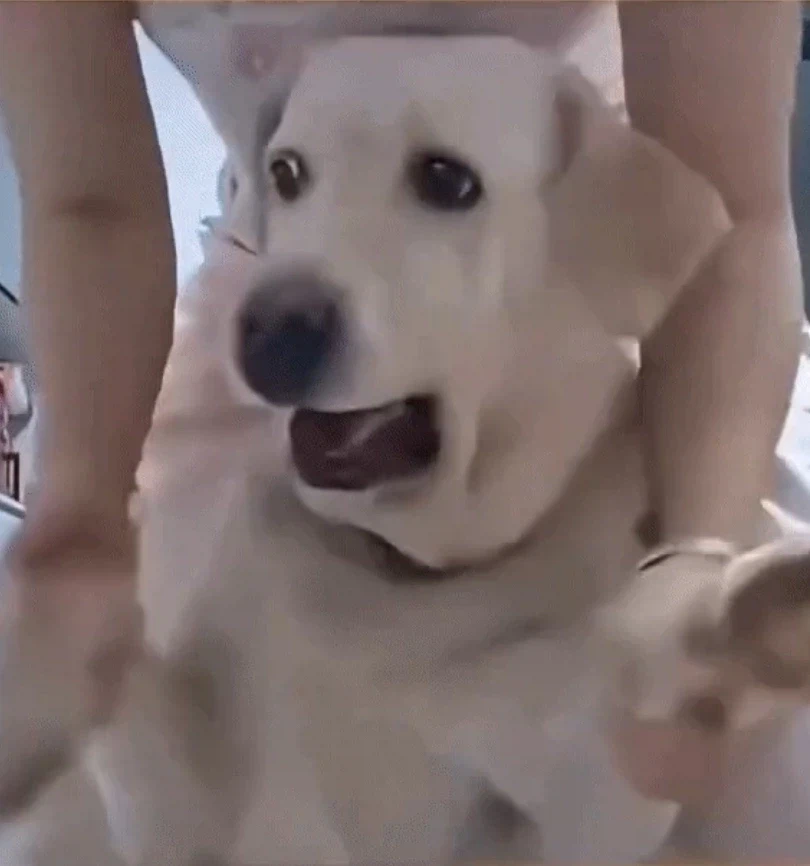 나라 잃은 강아지.mp4_1.webp