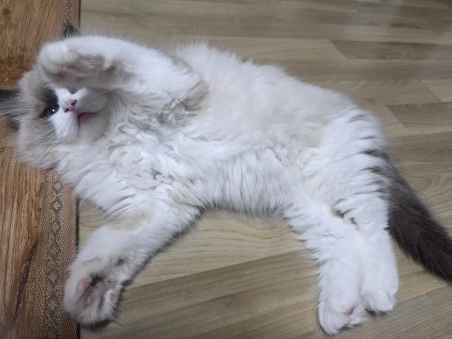 2개월 된 순종 수컷 랙돌을 소개합니다. ^^_1.webp