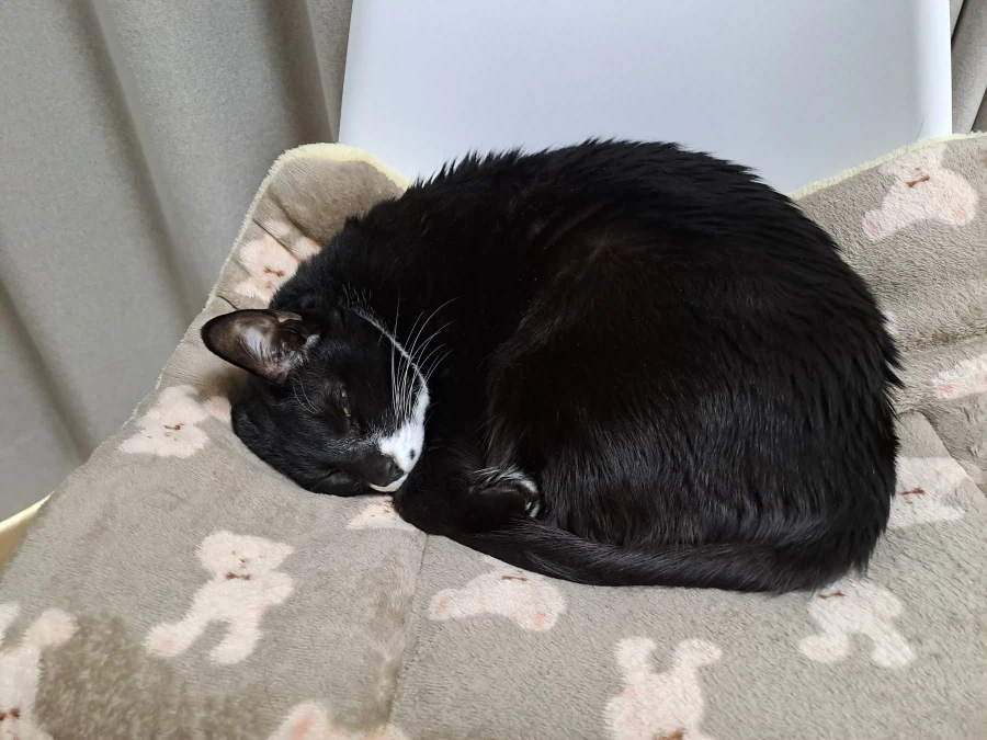 털갈이의 계절이 돌아왓스빈다_1.webp