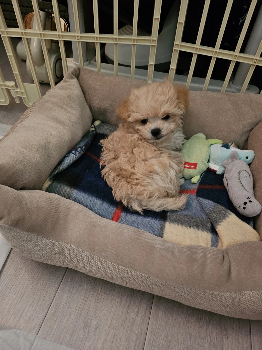 3일전 데려온 강아지_1.webp